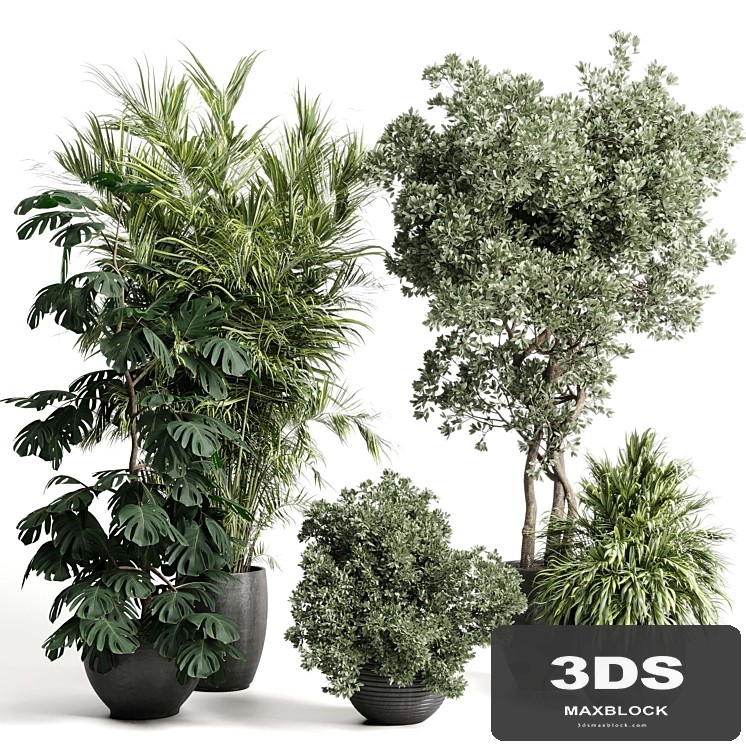 indoor plant set 452 plant bush monstera tree vase dirty concrete