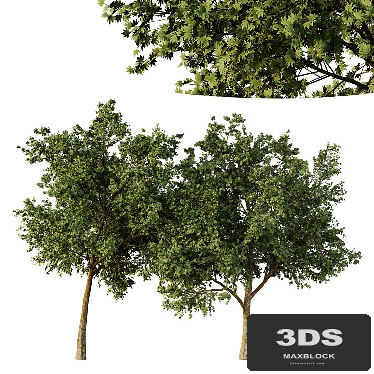 Acer pseudoplatanus Tree01