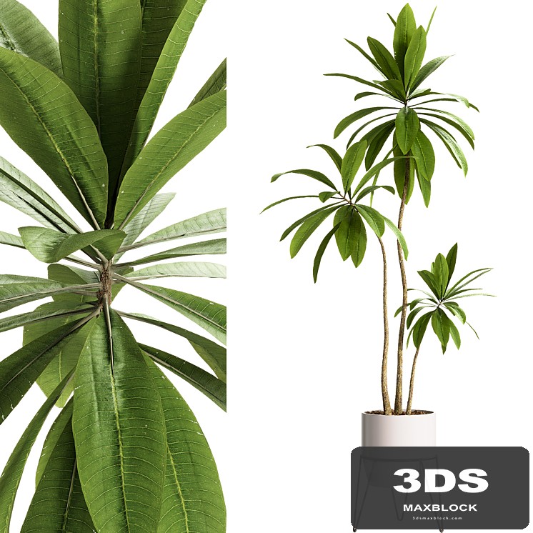 Indoor Plants - 25 Plants in pot