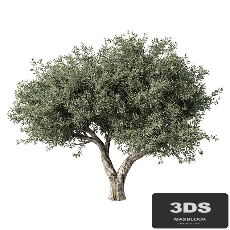 Olive Tree No.78