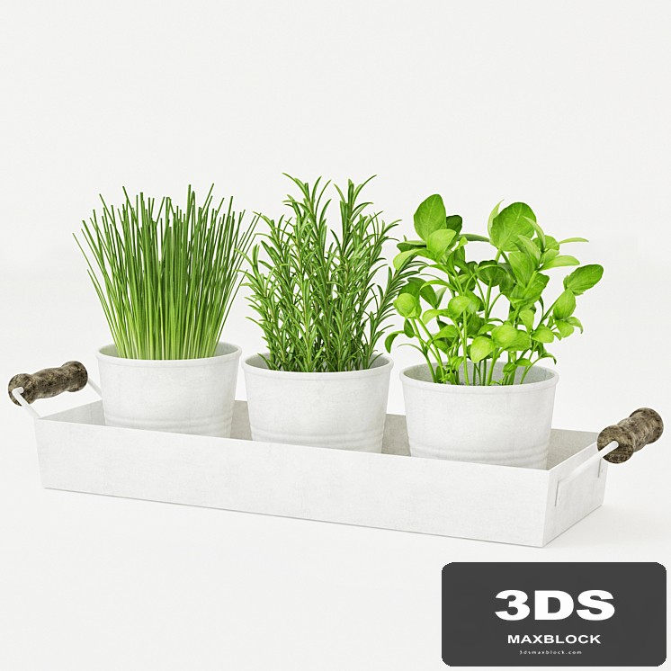 Pots of herbs