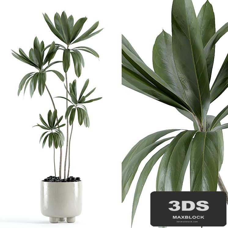 indoor plant 145