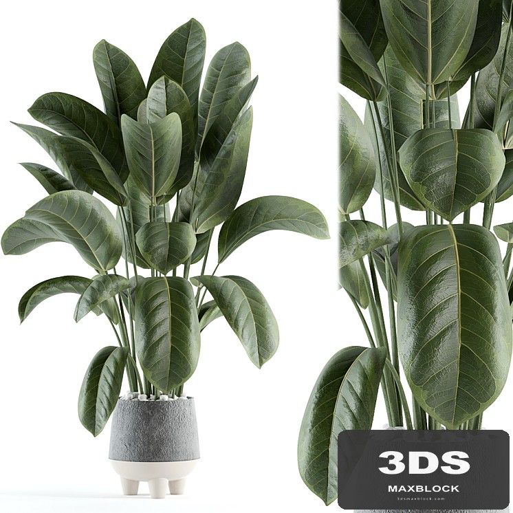 indoor plant 152
