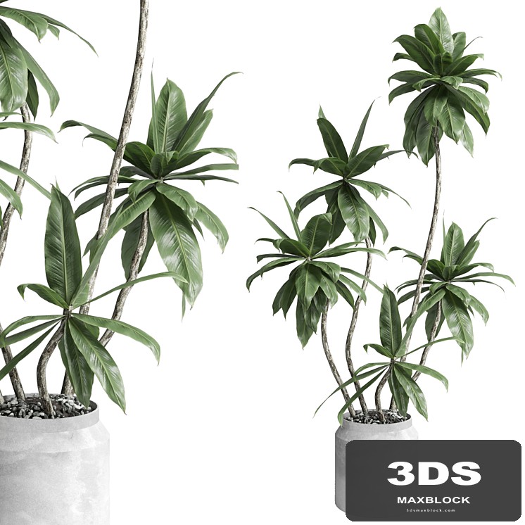Indoor plant 460 concrete dirt vase plant fiucs tree pot