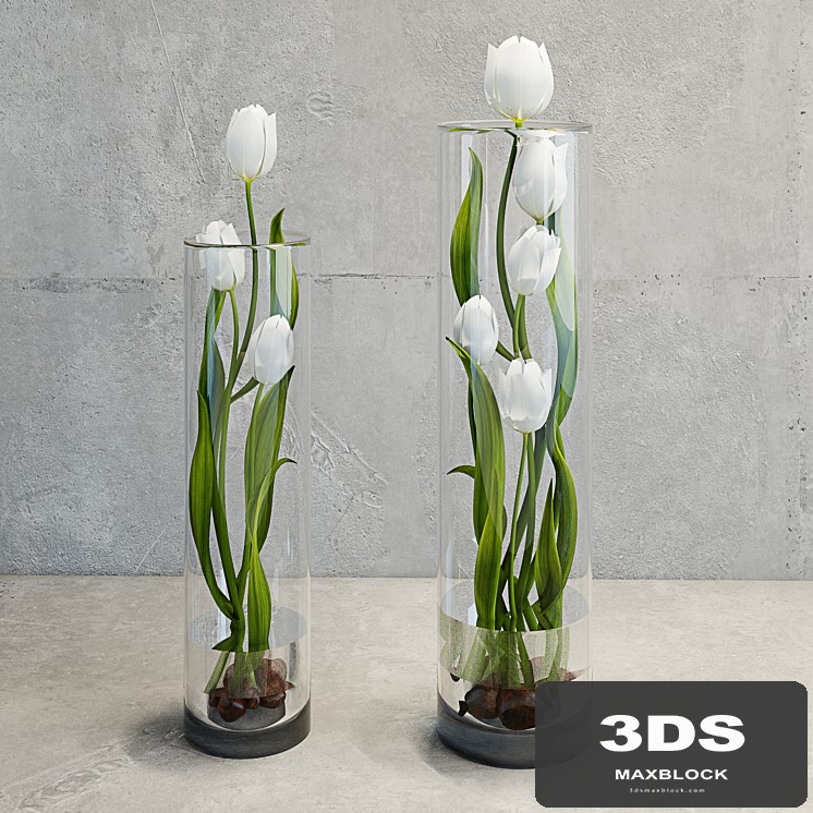 Tulips