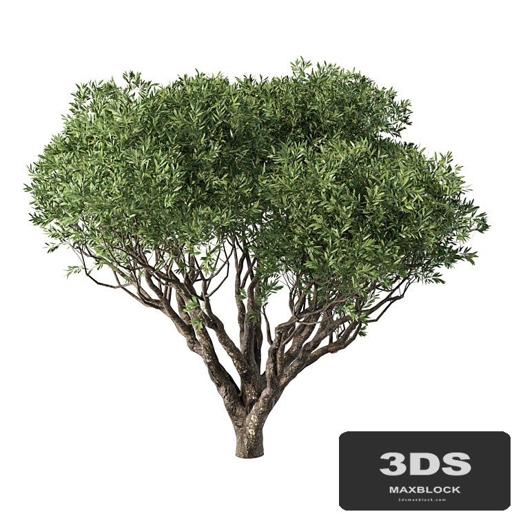 Tree No.89