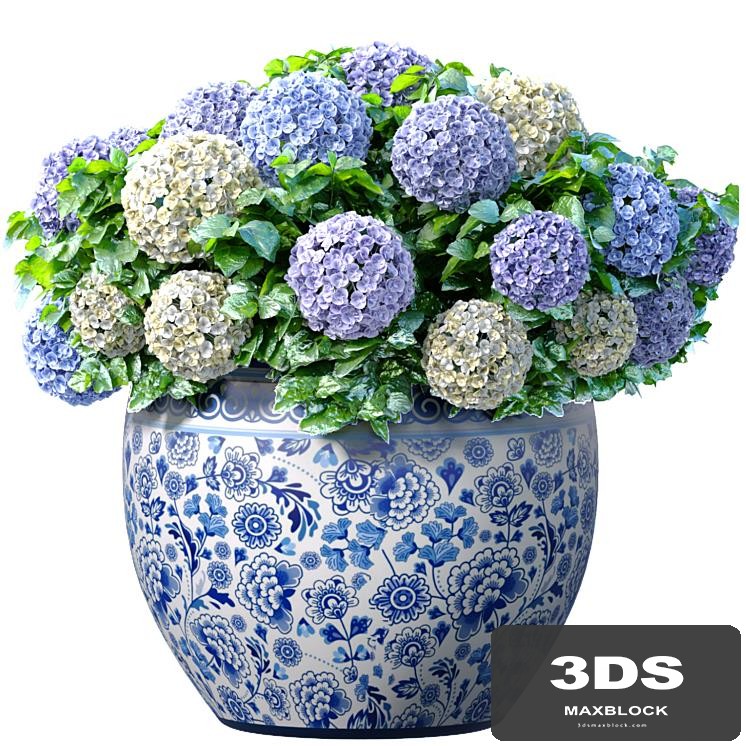 Hydrangea in chinese vase, a pot,urn flowerpot for decoration.Indoor plant