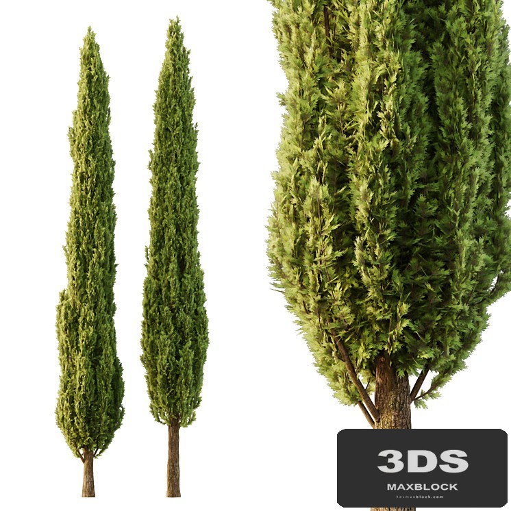 Italian Cypress Tree06