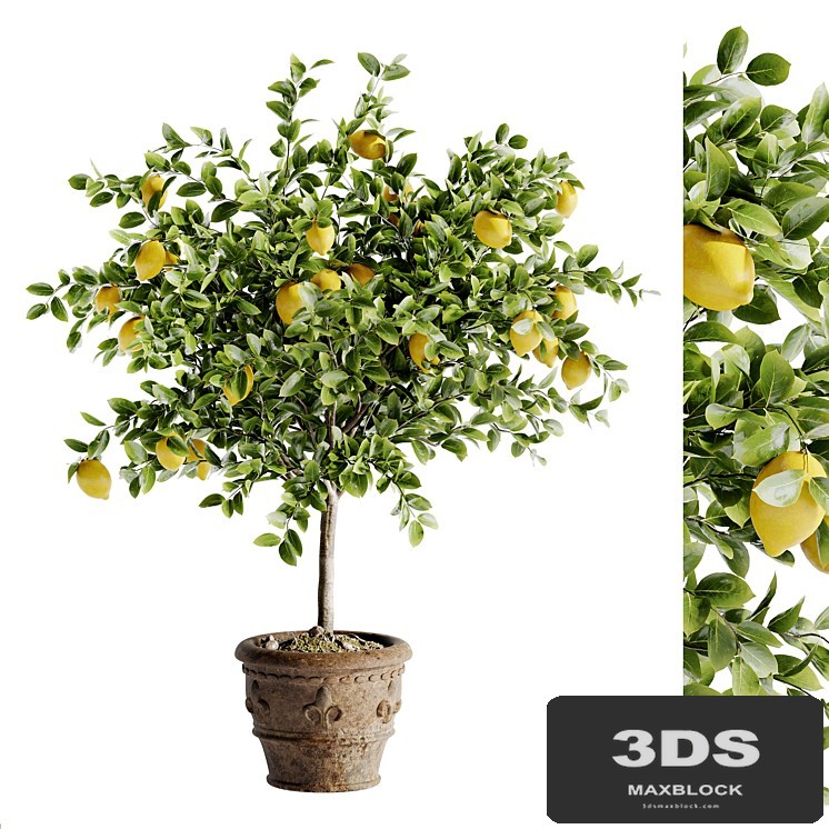 Indoor Bonsai Plants 46