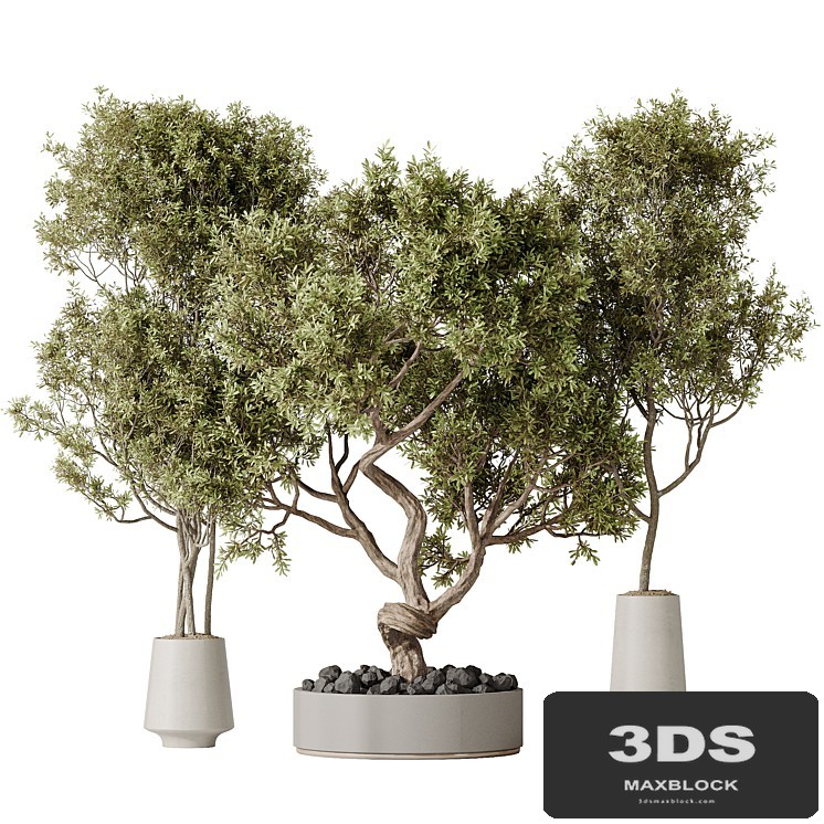 Indoor plant set 54