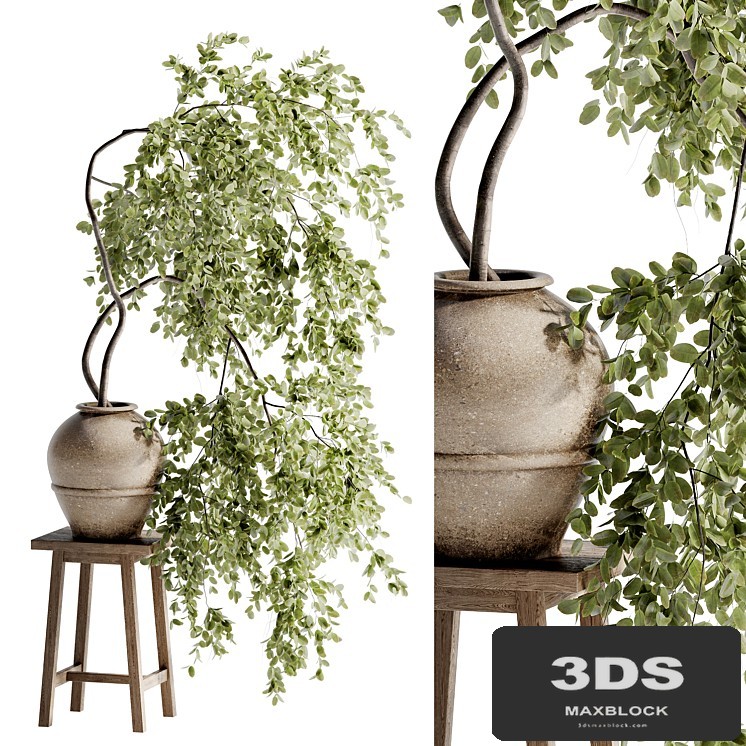 Indoor Bonsai Plants 47