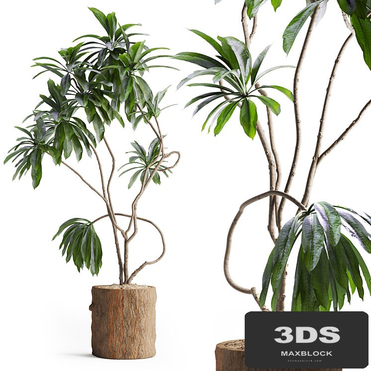Indoor Plant in Wooden Pot