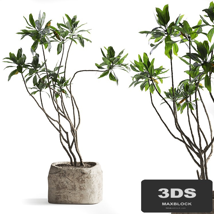 Tree in stone Planter