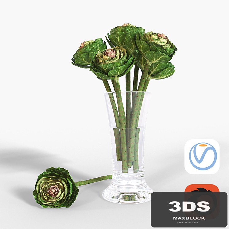Brassica