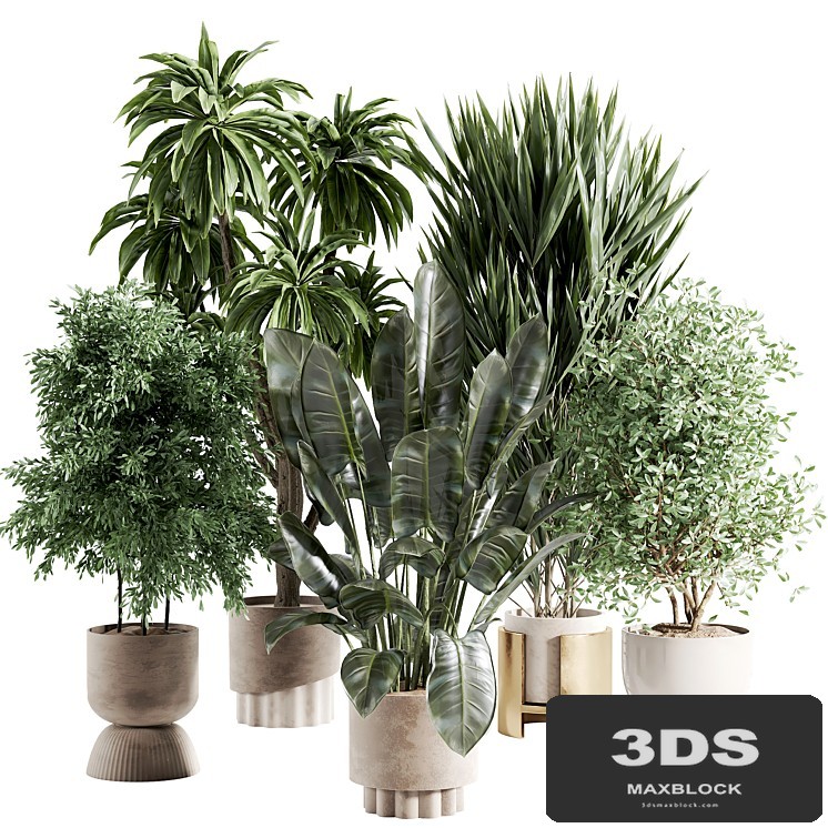 indoor plant 363