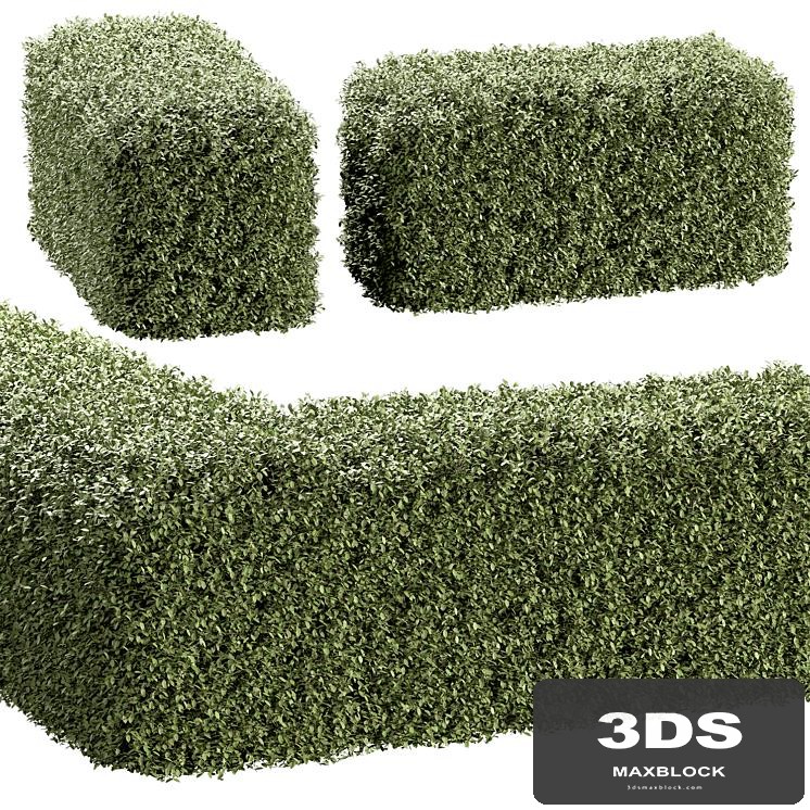 Hedge