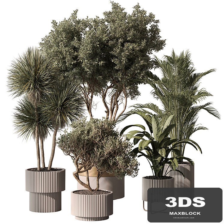 Indoor Plant 817 - Mixed Plants