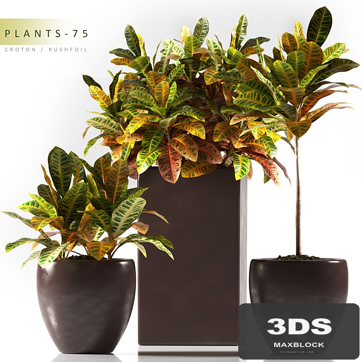 PLANTS 75