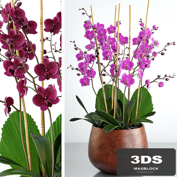 Orchid 7