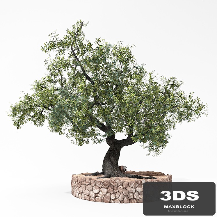 Olea with rounded stone margin