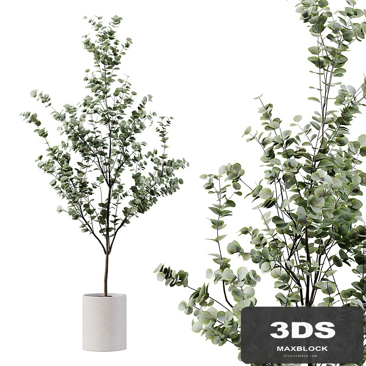 Indoor Plant 28