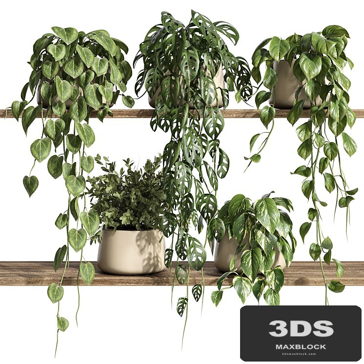 Plants on Shelf 26