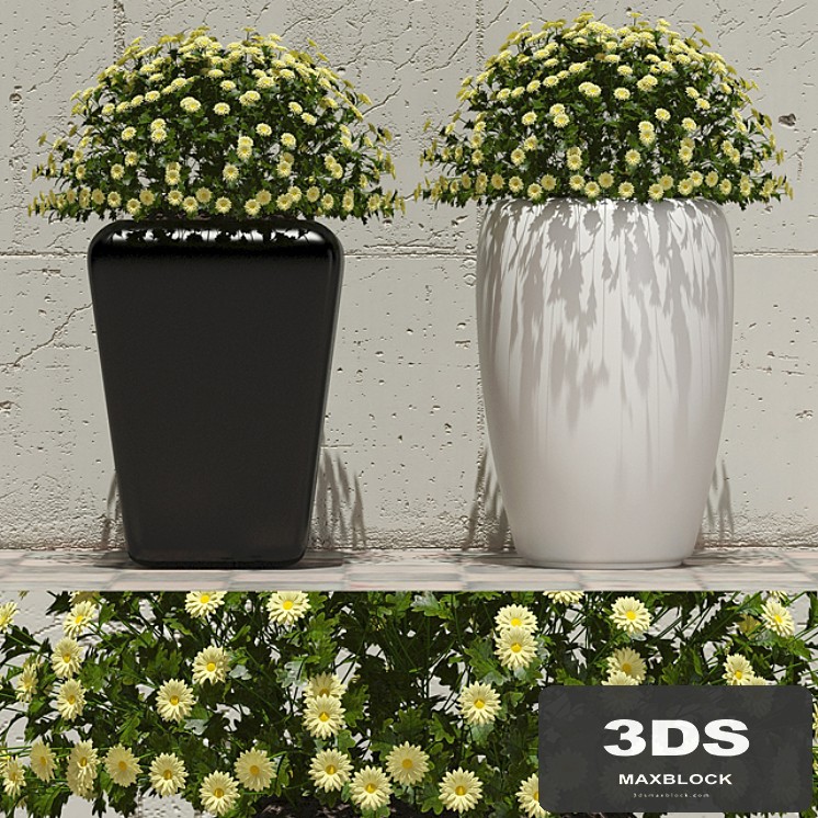 Flowers in pots 1