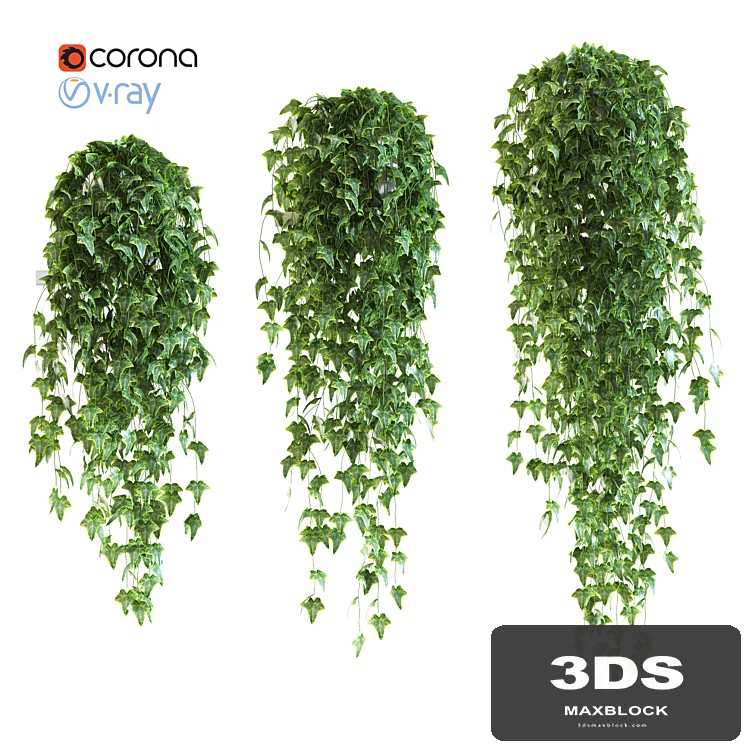 Ivy in pot v4. 3 products