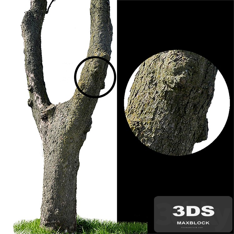 Tree trunks textures