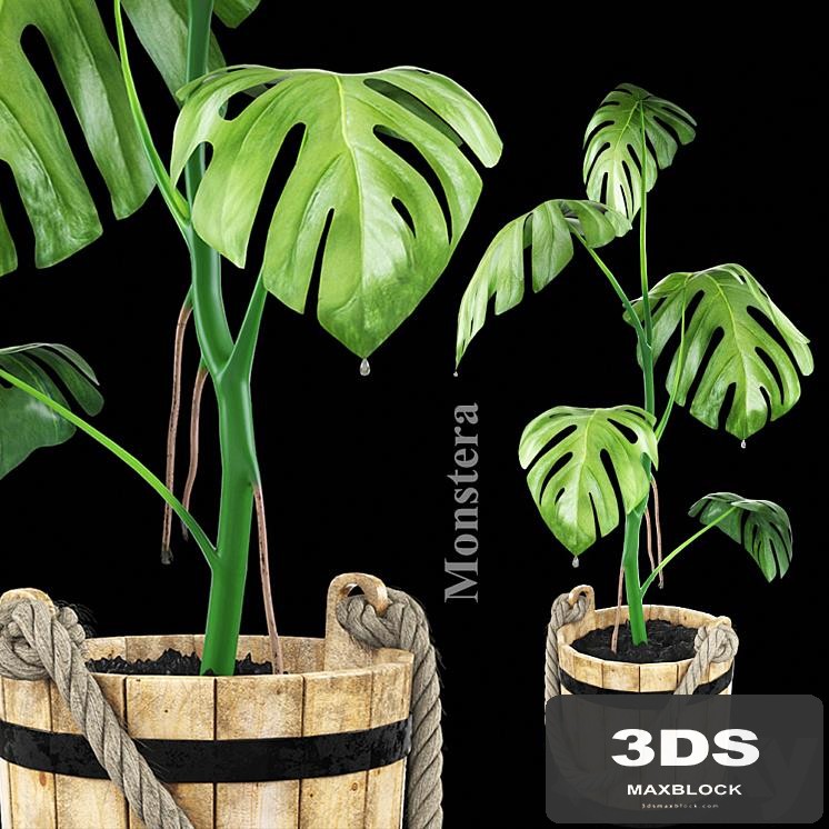 Monstera in a wooden tub