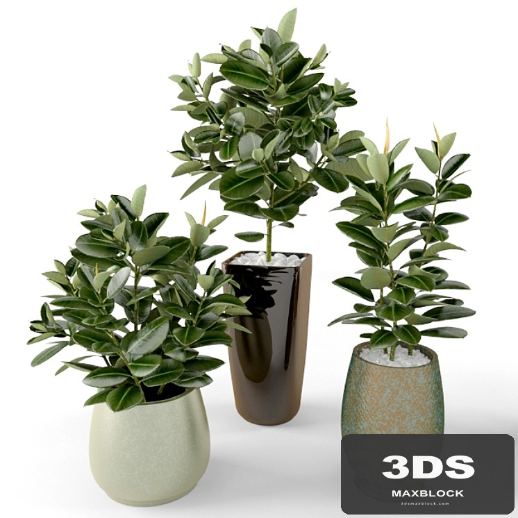 Ficus Ficus