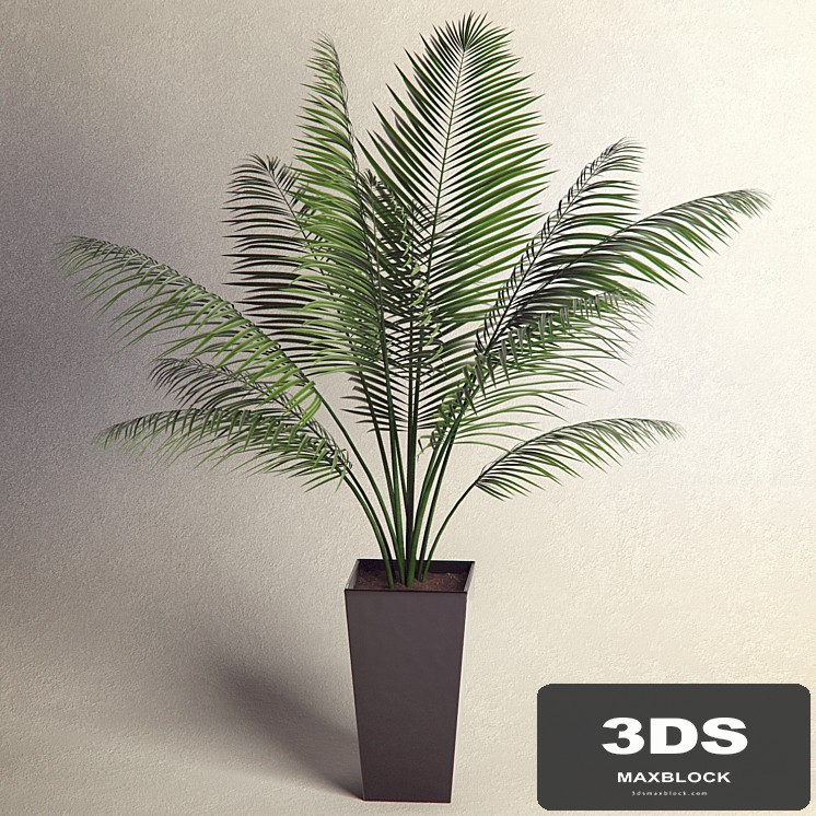 Plant