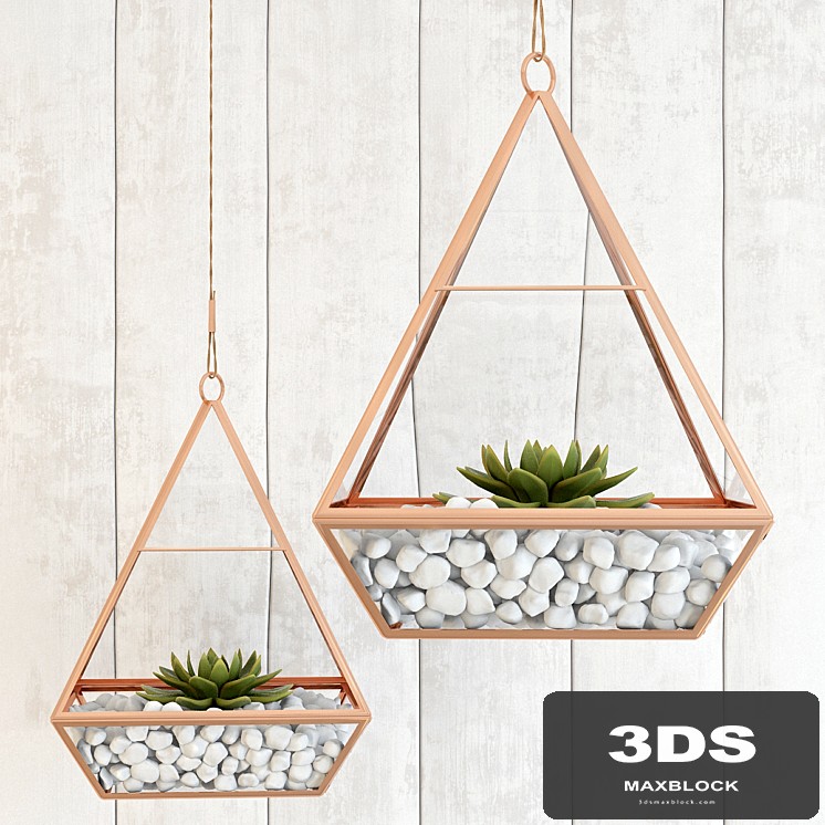 Pedant succulents