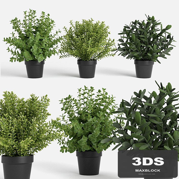 plants set