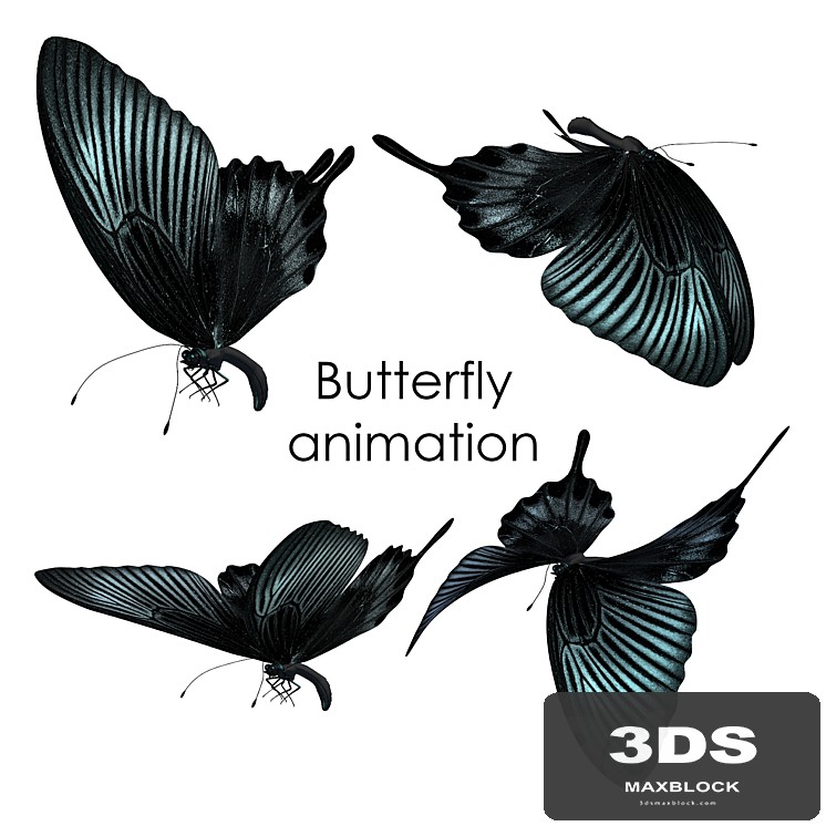 Butterfly animation