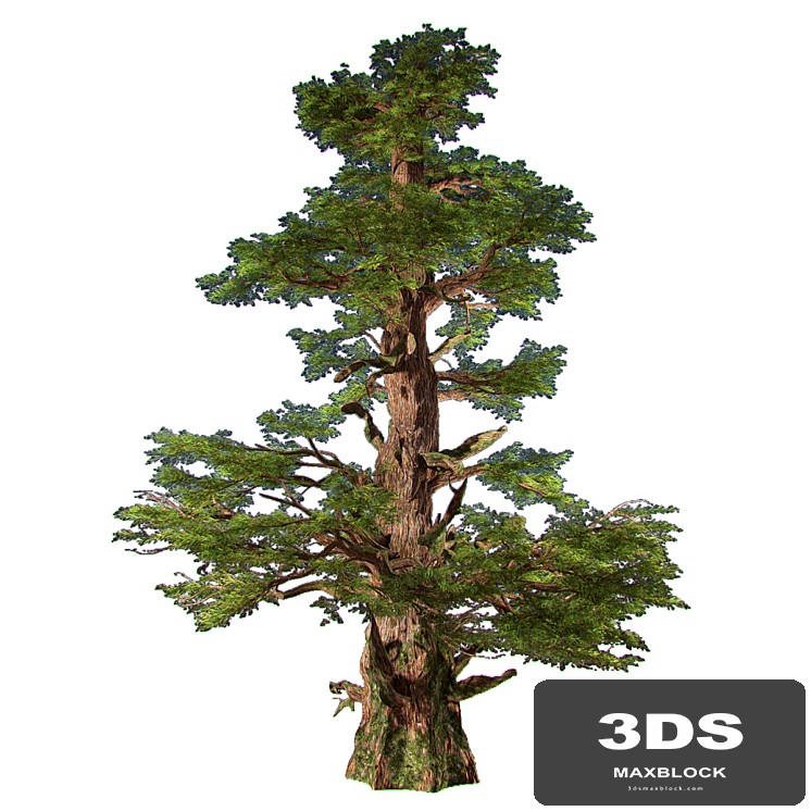 Western Pines (2 trees inside)
