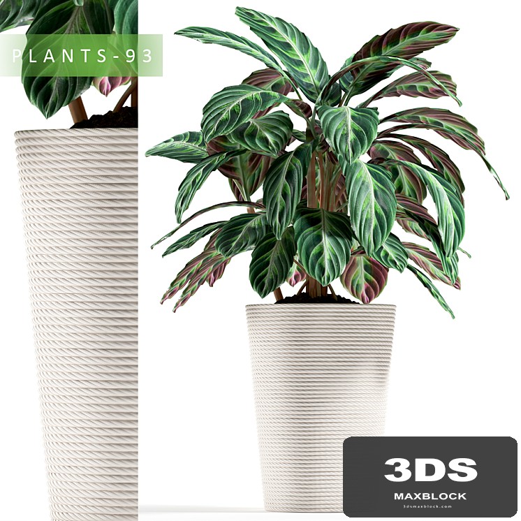 PLANTS 93