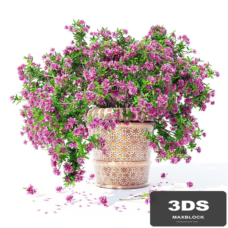 Azalea_04