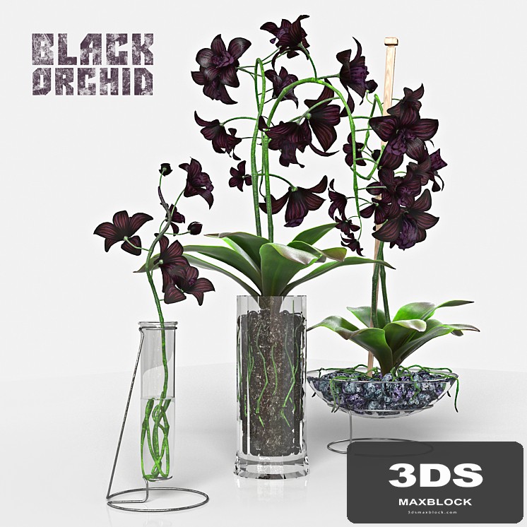 Black Orchid set